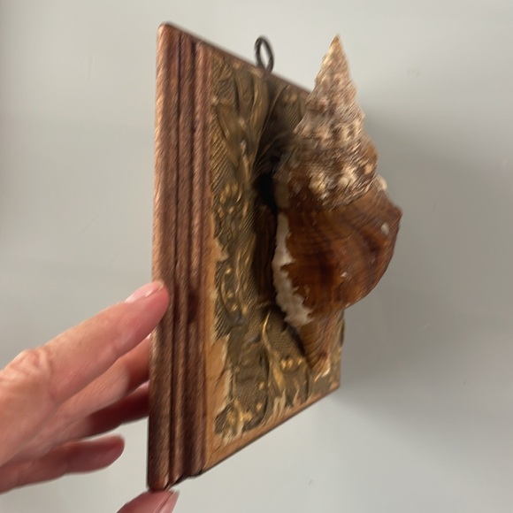 Museum Bees - conch shell - Picture 4 of 4